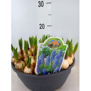 Muscari  'Big Smile'