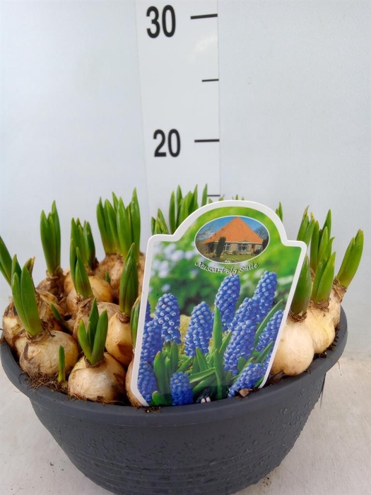 <h4>Muscari  'Big Smile'</h4>