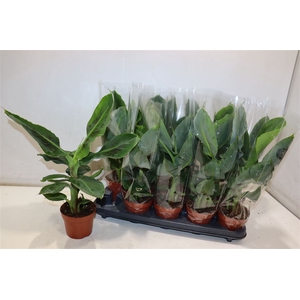 Musa Tropicana