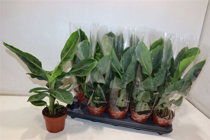 Musa Tropicana