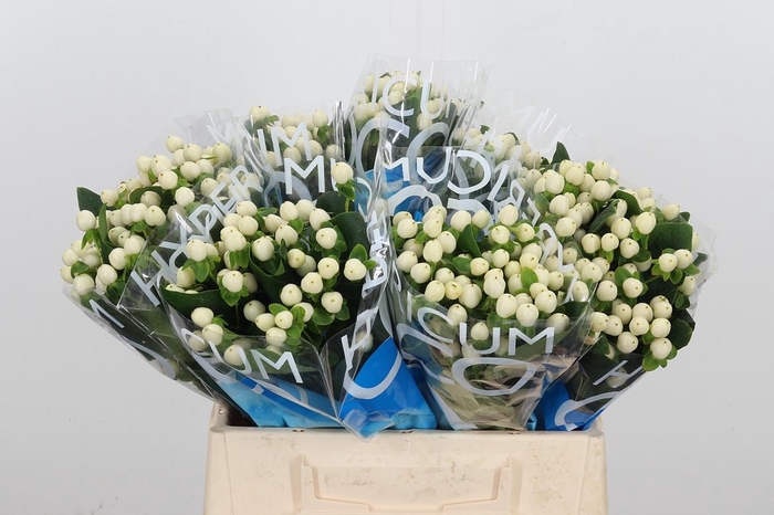 <h4>Hyp Coco Uno</h4>