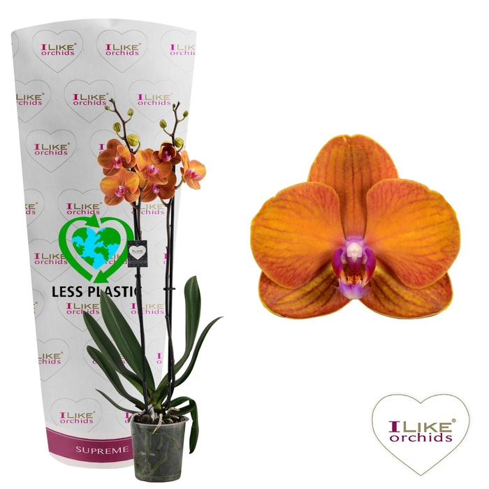 <h4>Phalaenopsis Bologna - 2 tak 80cm (Less Plastic)</h4>
