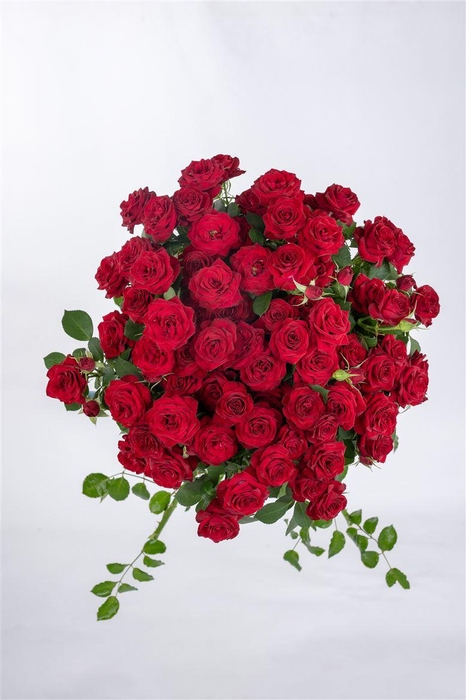 <h4>Tr Red Trendsetter</h4>