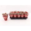 Kalanchoe Calandiva rood Le Chic