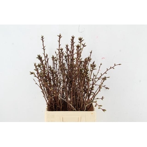 PRUNUS SERRULATA KANZAN PER STEM 060CM