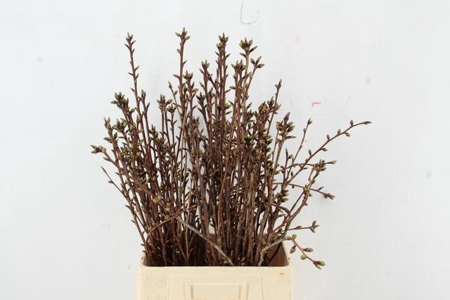<h4>PRUNUS SERRULATA KANZAN PER STEM 060CM</h4>