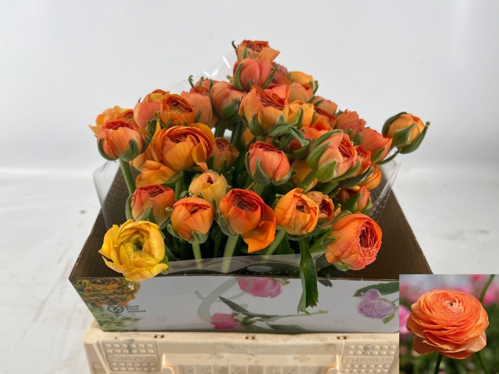 <h4>RAN AM MANDARINE</h4>