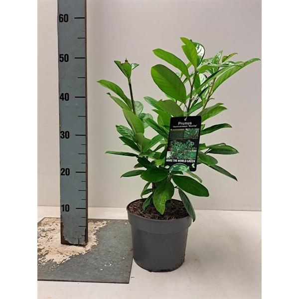 <h4>Prunus laurocerasus 'Novita' - C2</h4>