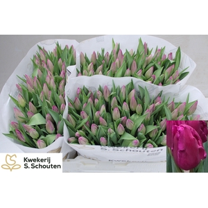 TU EN PURP INFLUENCE