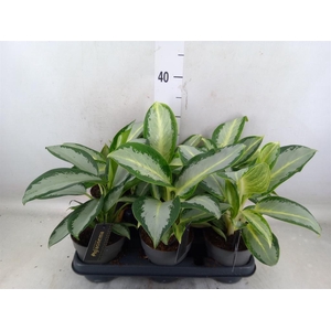 Aglaonema  'Silver Blue'