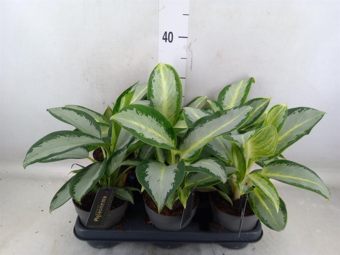 <h4>Aglaonema  'Silver Blue'</h4>