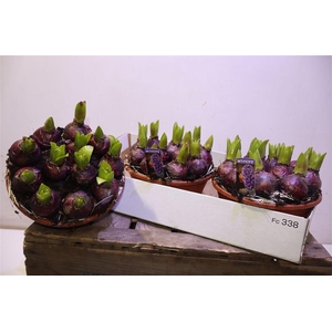 arr8 Hyacin Blue Pearl