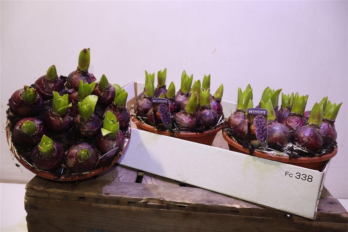 <h4>arr8 Hyacin Blue Pearl</h4>