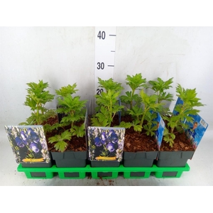 Aconitum   ...