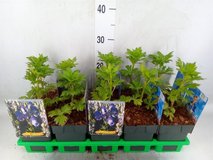 <h4>Aconitum   ...</h4>