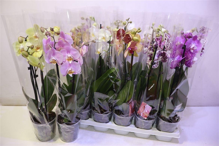 <h4>arr8 Phal Gem</h4>