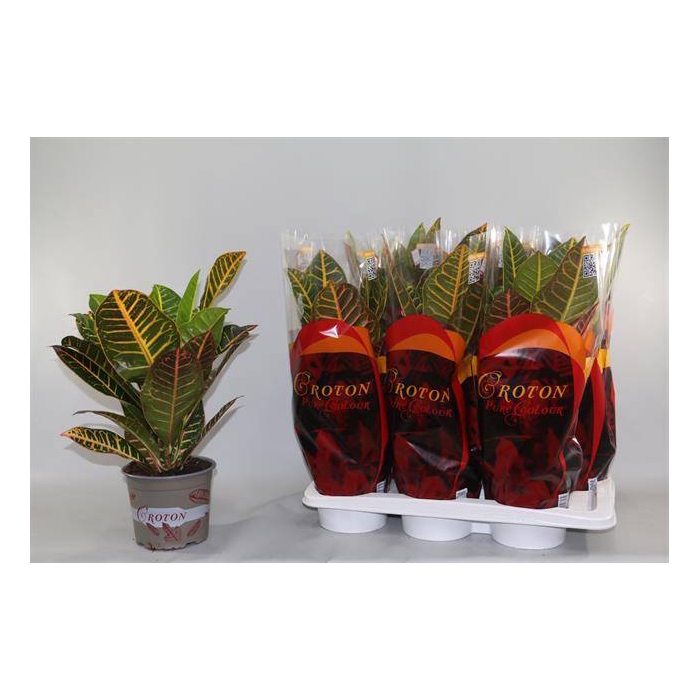 <h4>Codiaeum variegatum Petra 17Ø 50cm 1pp</h4>