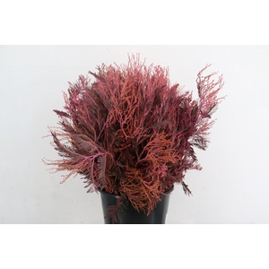ACACIA MIMOSA DEALBATA PINK 200GR