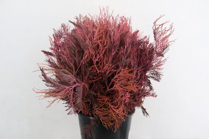 <h4>ACACIA MIMOSA DEALBATA PINK 200GR</h4>