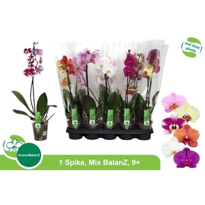 PHAL GEM