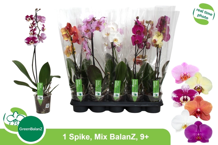<h4>PHAL GEM</h4>