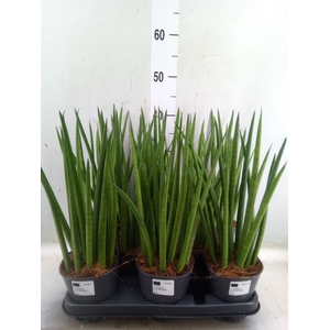 Sansevieria cyl.  ...