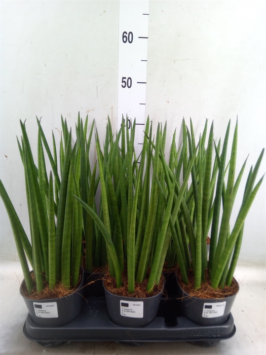 <h4>Sansevieria cyl.  ...</h4>