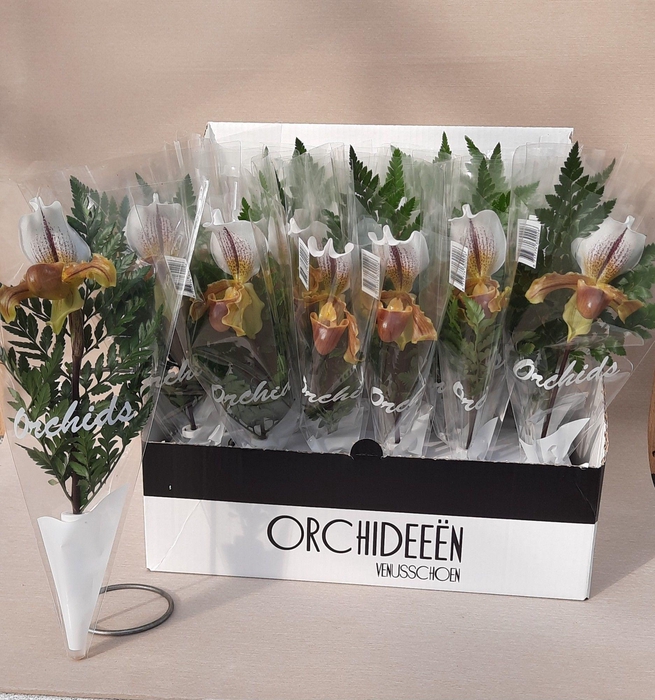 <h4>PAPHIO X LEEANUM</h4>