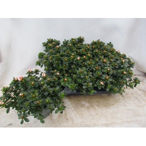 RHODO SI SACHSEN GEM