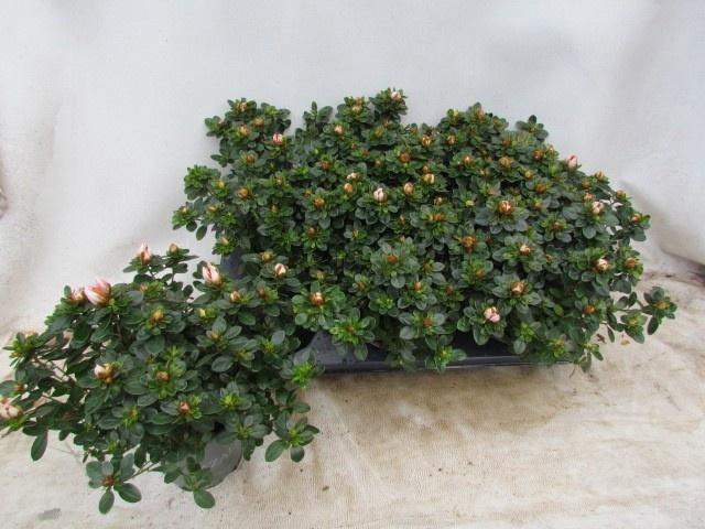 <h4>RHODO SI SACHSEN GEM</h4>