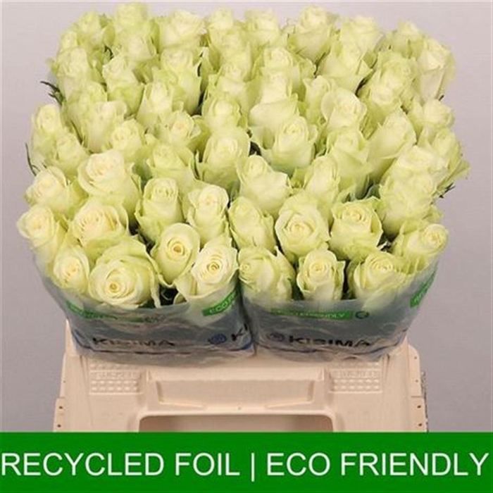 <h4>R Gr Athena</h4>