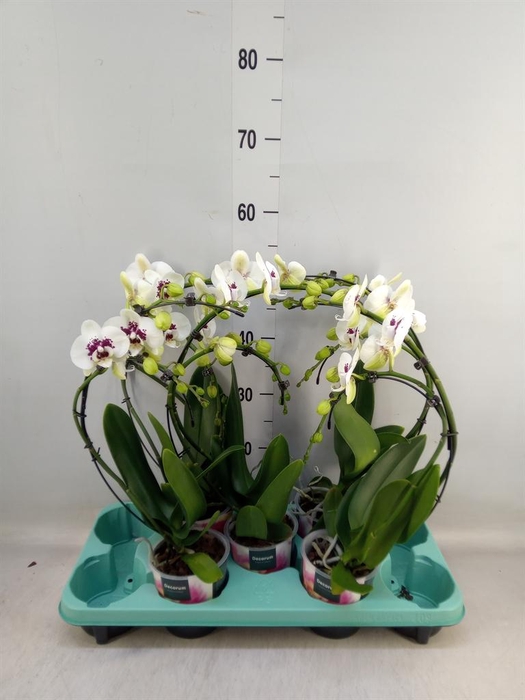 <h4>Phalaenopsis ...</h4>