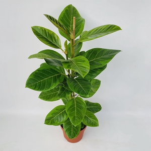 Ficus altissima