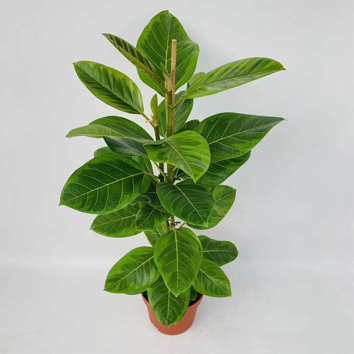 <h4>Ficus altissima</h4>