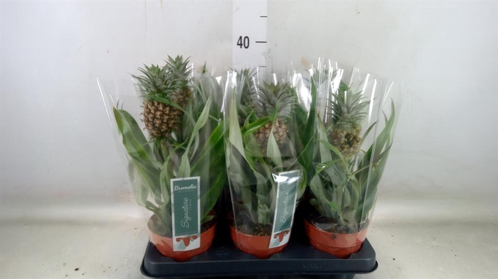 <h4>Ananas  'Rosita'</h4>