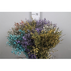 Genista Mix (400gr) Xxl