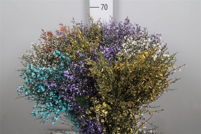 <h4>Genista Mix (400gr) Xxl</h4>