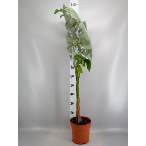 Pachira aquatica
