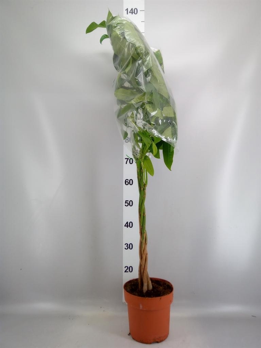 <h4>Pachira aquatica</h4>