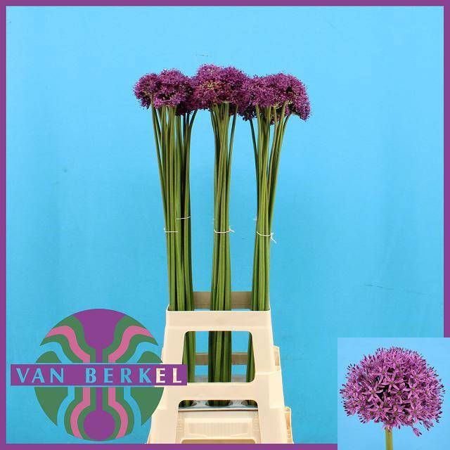 <h4>ALLIUM GLADIATOR</h4>