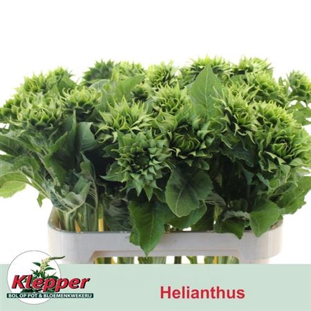 <h4>Helianthus Sunfeel Green</h4>