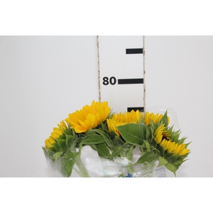GIRASSOL 070 CM