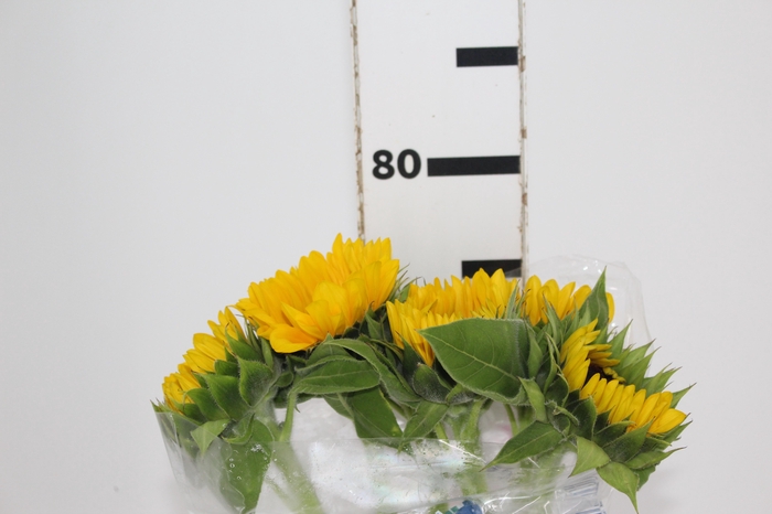 <h4>GIRASSOL 070 CM</h4>