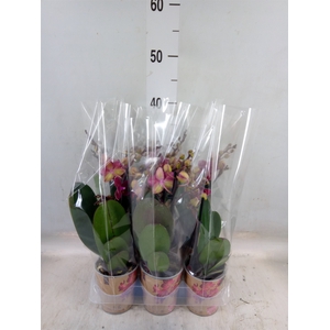 Phalaenopsis multi.   ...red