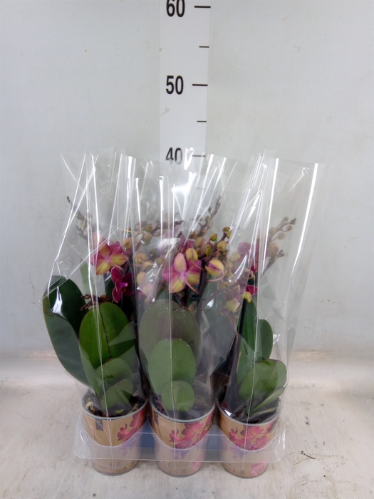 <h4>Phalaenopsis multi.   ...red</h4>