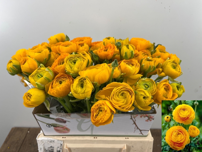 <h4>RAN EL YELLOW</h4>