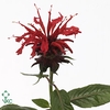 Monarda Anastasia