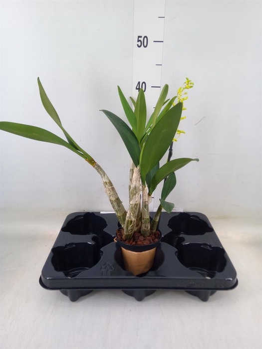 <h4>Orchideeen   ...</h4>