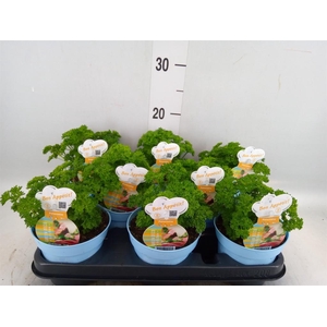 Petroselinum crispum