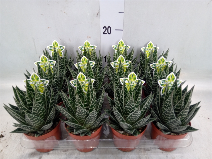 <h4>Aloe aristata 'Tiki Tahi'</h4>